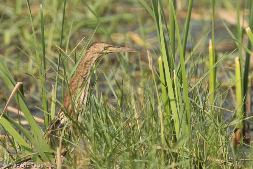 Blongios de Chine, identification