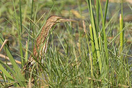 Yellow Bittern