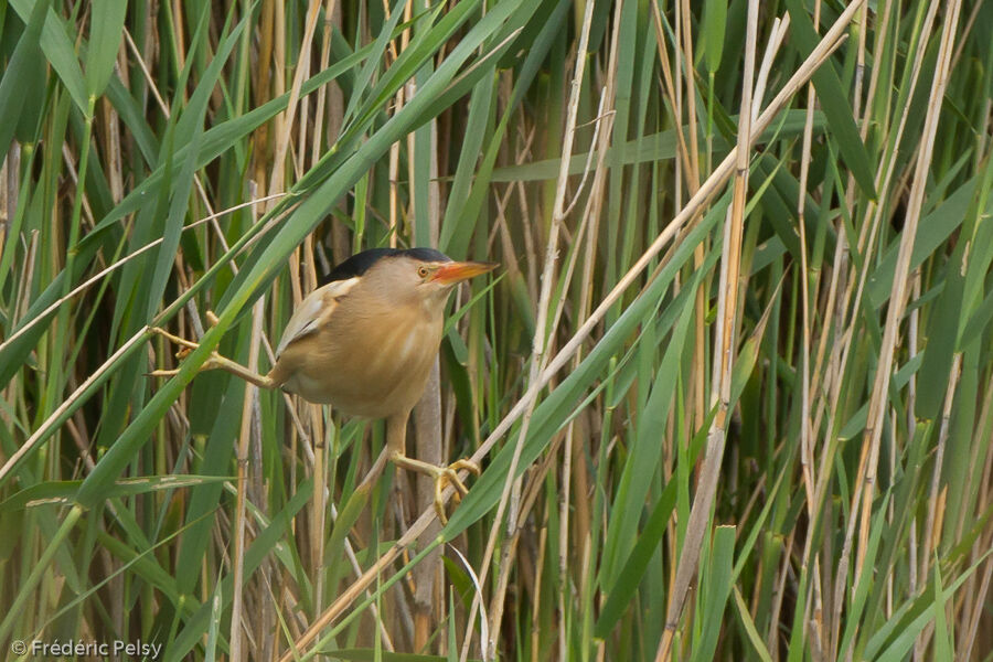 Little Bittern male adult