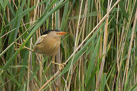 Little Bittern