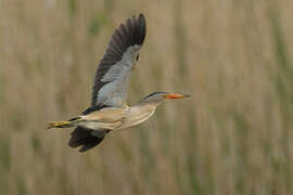 Little Bittern