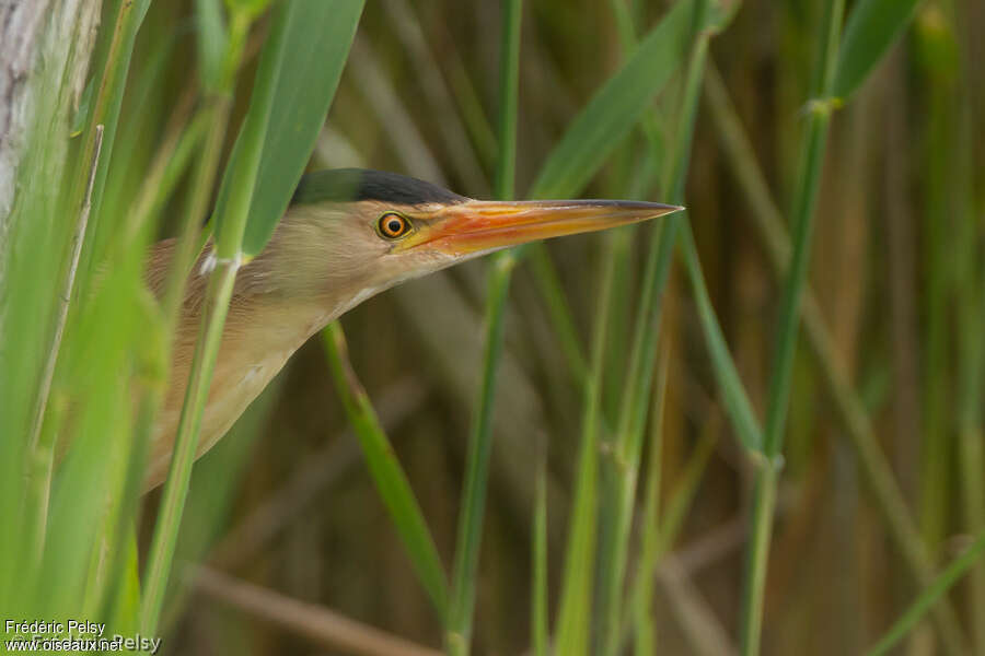 Little Bittern male adult, close-up portrait, aspect, Behaviour