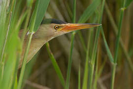 Little Bittern