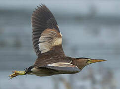 Little Bittern