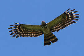 Long-tailed Honey Buzzard