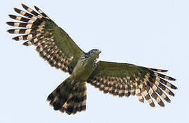 Long-tailed Honey Buzzard