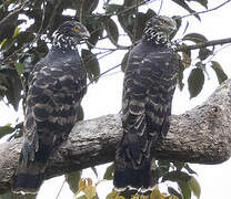 Long-tailed Honey Buzzard