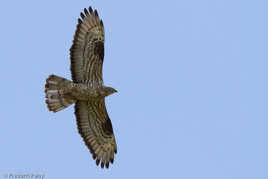 European Honey Buzzard male adult, Flight