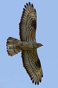 European Honey Buzzard