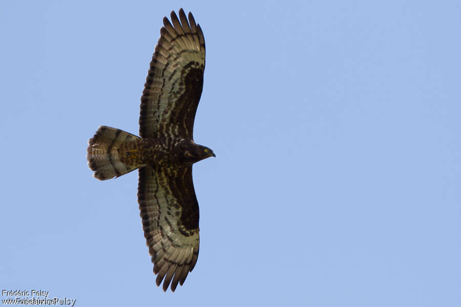 European Honey Buzzard female adult, pigmentation, Flight