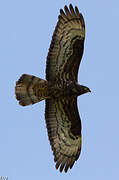 European Honey Buzzard