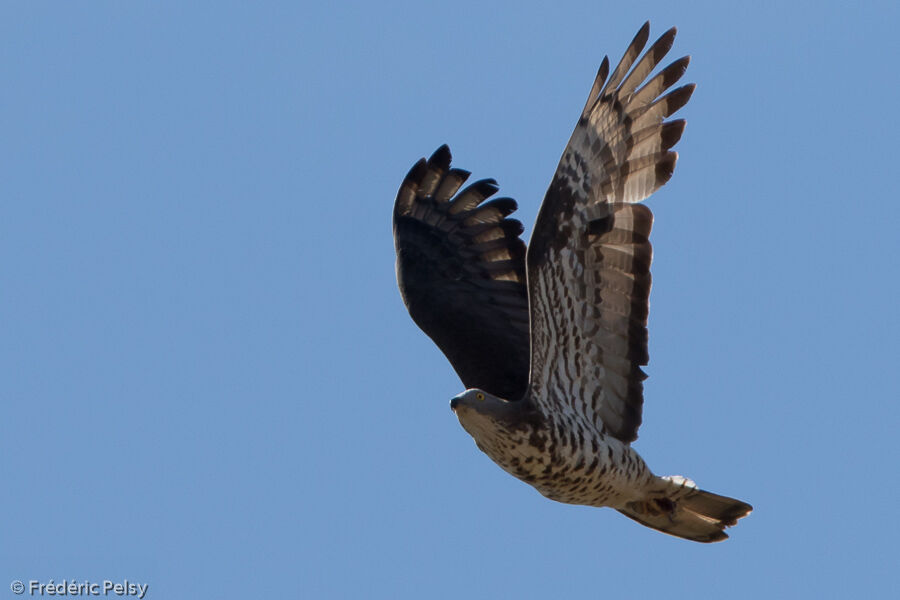 European Honey Buzzard male adult, courting display