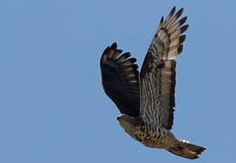 European Honey Buzzard