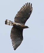 Barred Honey Buzzard