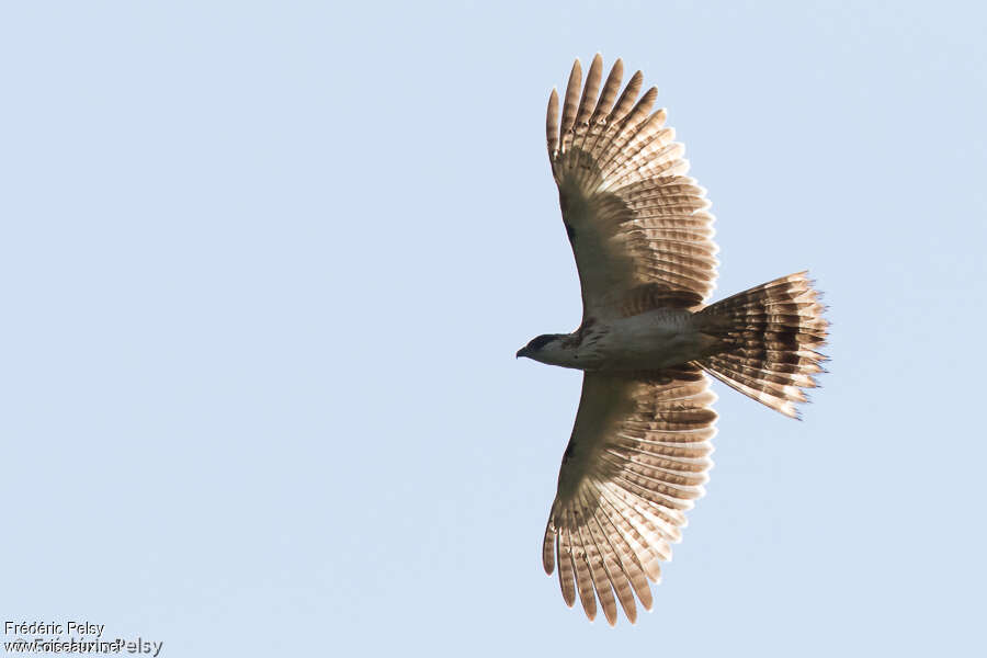 Barred Honey Buzzardimmature, Flight