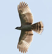 Barred Honey Buzzard