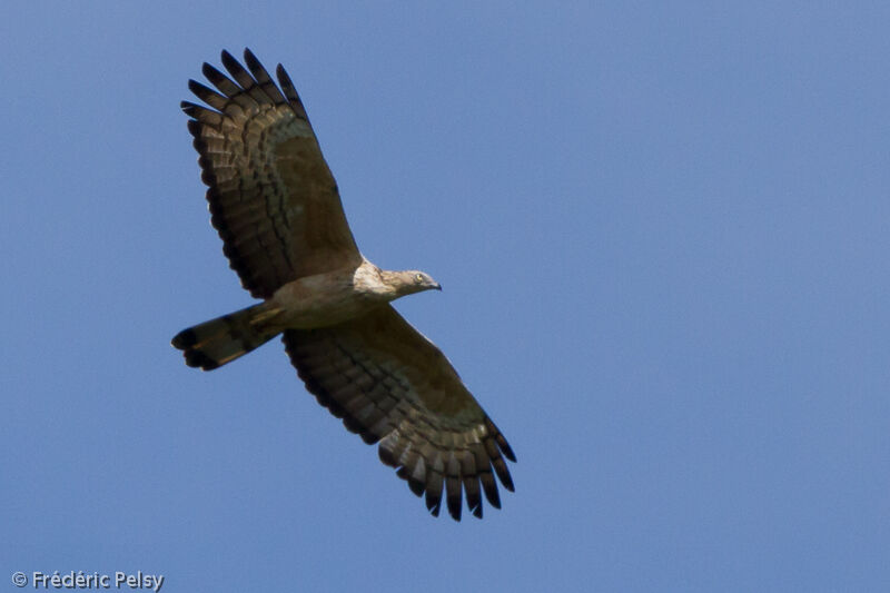 Crested Honey Buzzard