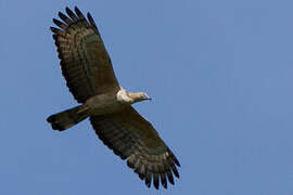 Crested Honey Buzzard