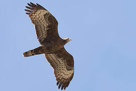 Crested Honey Buzzard