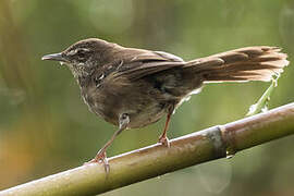 White-winged Swamp Warbler