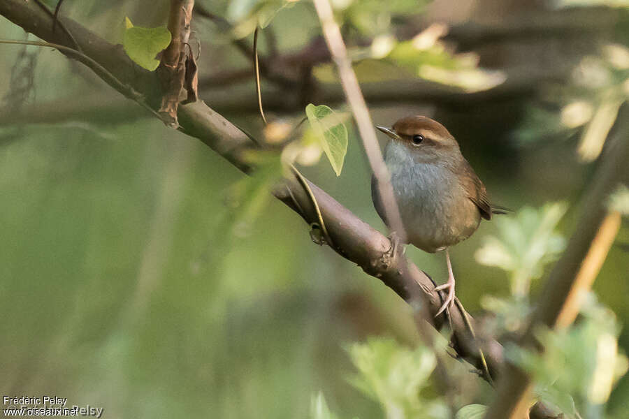 Bouscarle à couronne brune, habitat, pigmentation