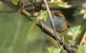 Grey-sided Bush Warbler