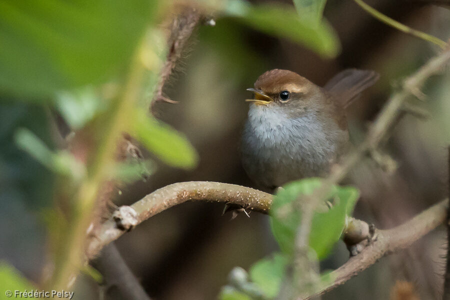 Grey-sided Bush Warbler