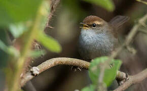 Grey-sided Bush Warbler