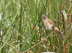 Bouscarle caqueteuse
