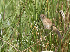 Little Rush Warbler