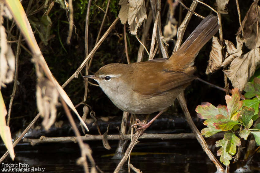 Cetti's Warbleradult, identification, pigmentation, Behaviour