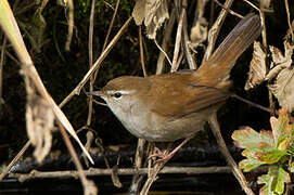 Cetti's Warbler