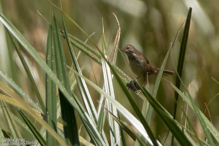 Grauer's Swamp Warbleradult