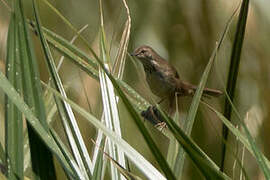 Grauer's Swamp Warbler