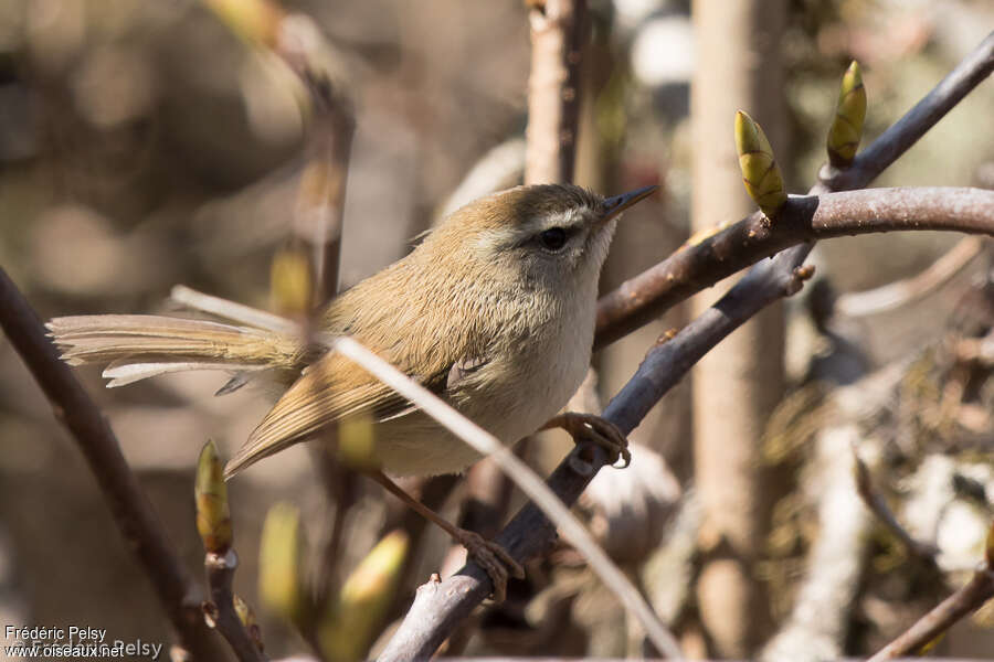 Hume's Bush Warbler, identification