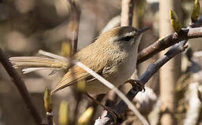 Hume's Bush Warbler