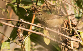 Brown-flanked Bush Warbler