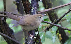 Bouscarle de montagne