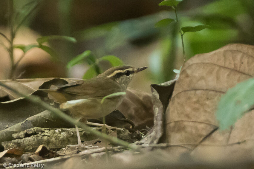 Asian Stubtail, identification