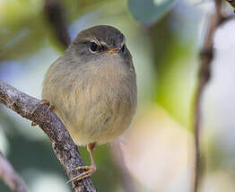 Bouscarle de Verreaux