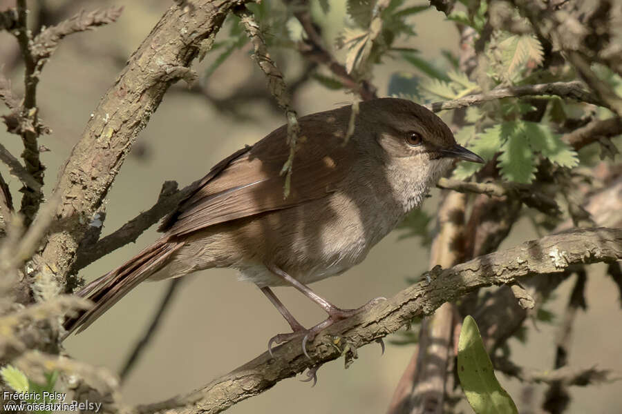 Bouscarle des fourrésadulte