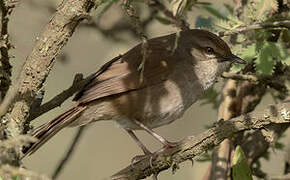 Barratt's Warbler