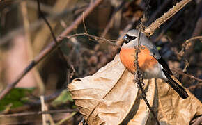 Grey-headed Bullfinch