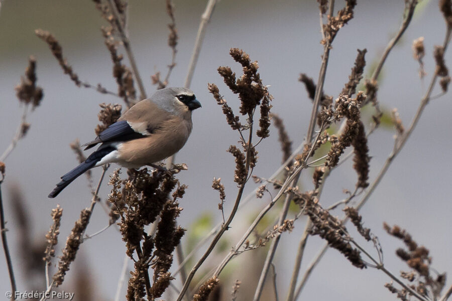 Grey-headed Bullfinch female adult