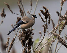 Grey-headed Bullfinch