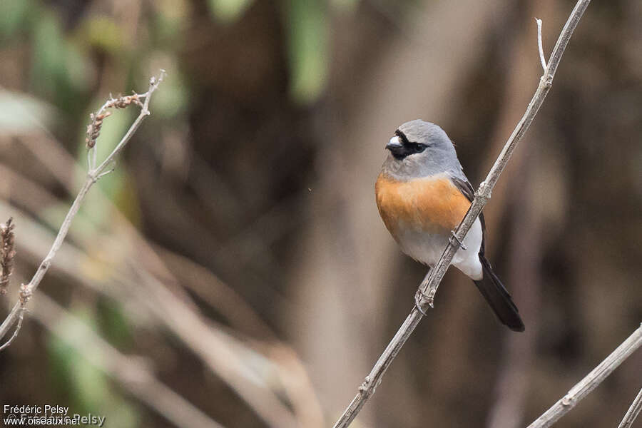 Grey-headed Bullfinch male adult, identification