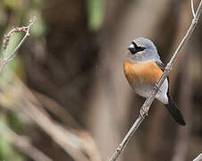 Grey-headed Bullfinch