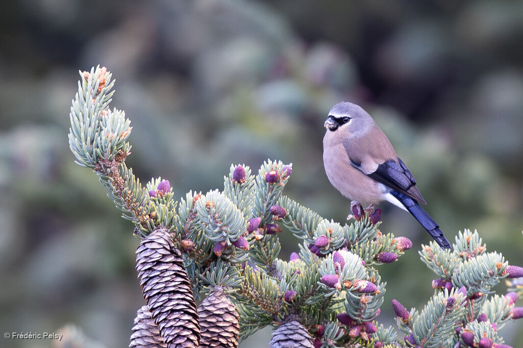 Bouvreuil à tête grise femelle