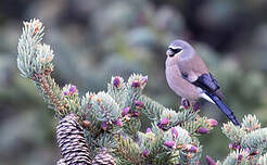 Bouvreuil à tête grise