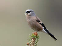 Bouvreuil à tête grise